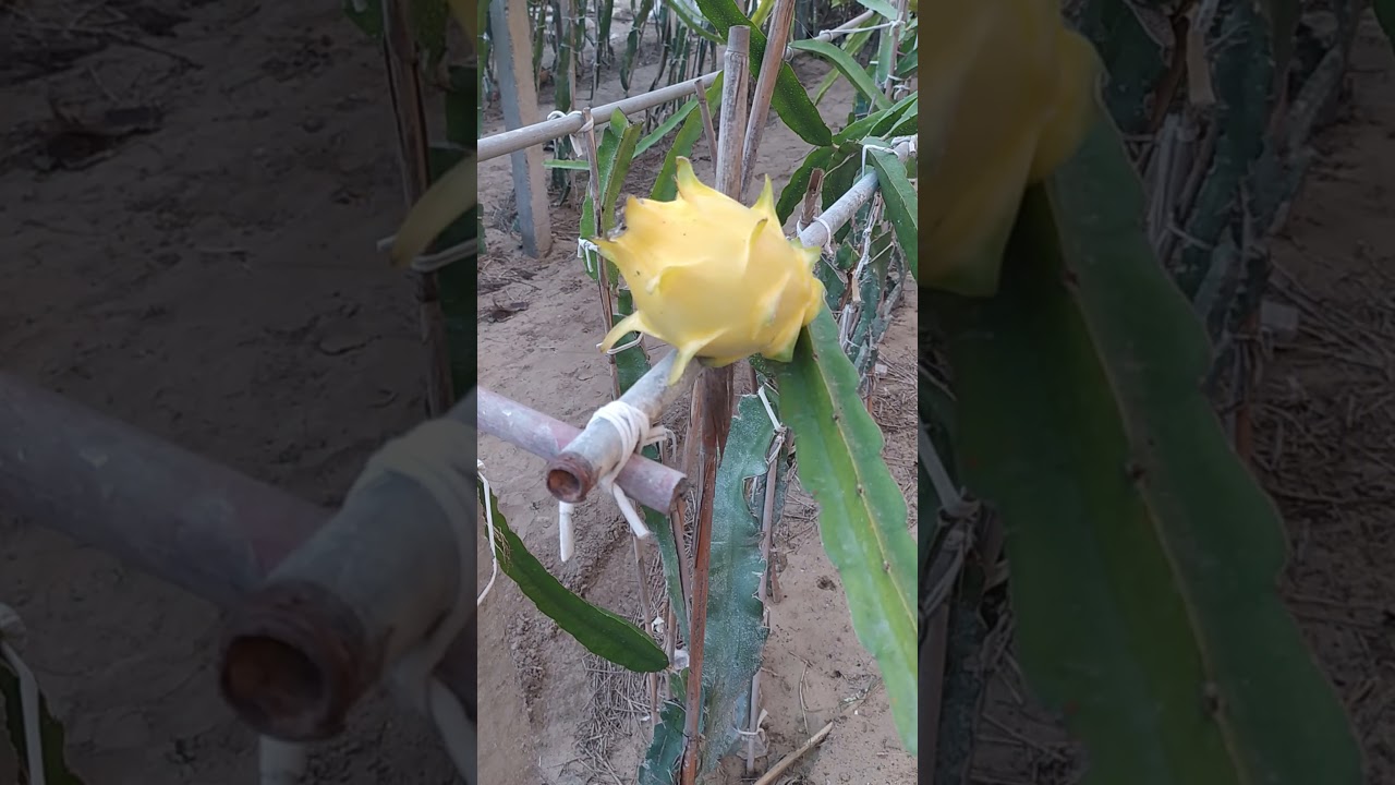 الحصول على اكبر كميه ثمار دراجون فروت فى الموسم الواحد