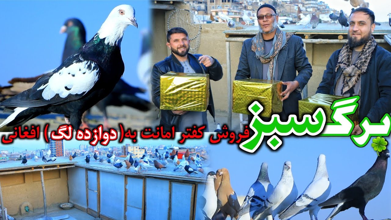 برگ سبز - شوق با استاد حشمت شوقی مشهور کابل | تحفه حاجی صاحب علی نوری | فروش کفتر 12 لگ افغانی