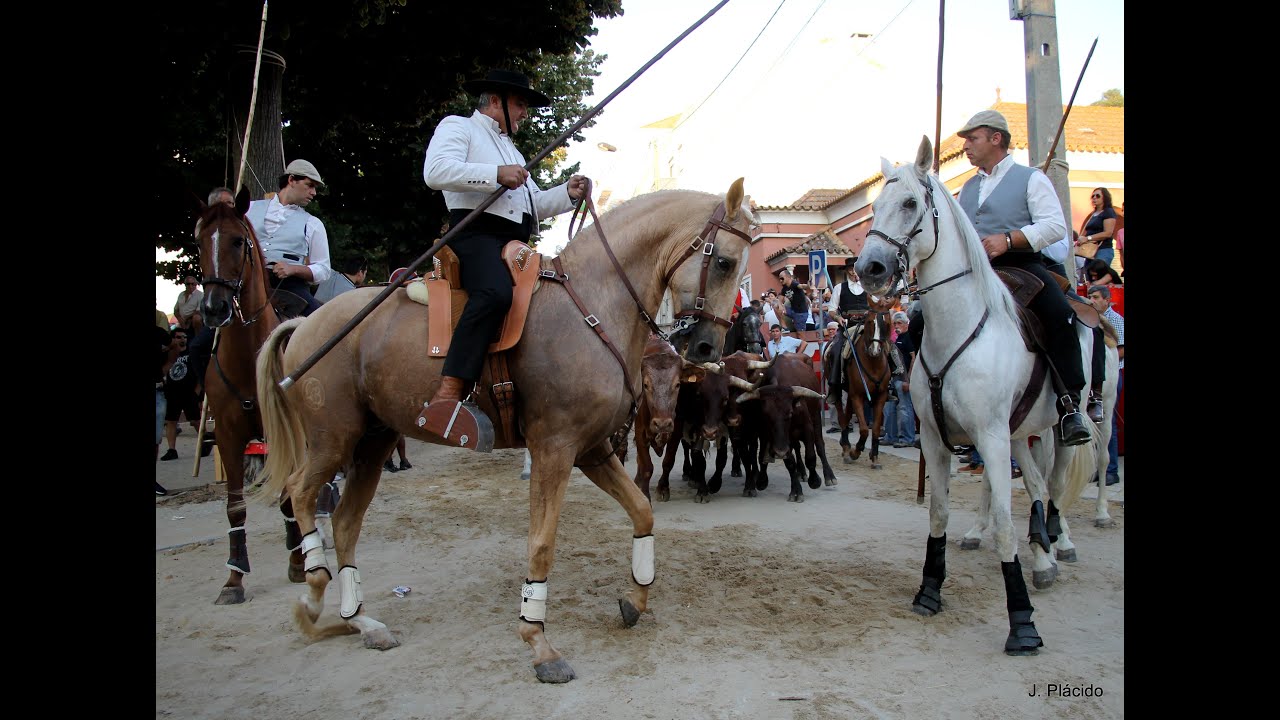 Largadas de Touros 