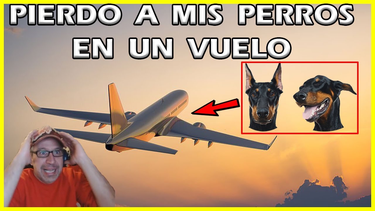 ✈️🐶Viaja con tu perro en avion(en bodega o en cabina)de manera segura👍