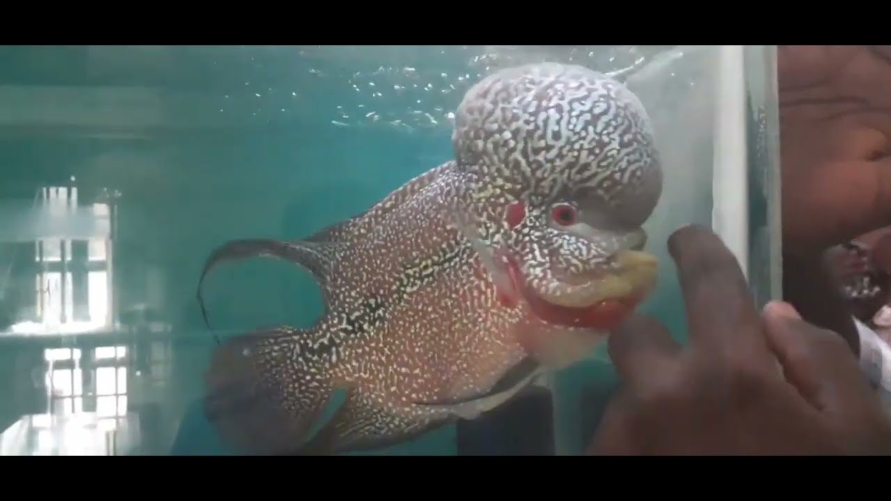 flowerhorn farm in chennai   revanth RK kamfa expert   emperor flowerhorn   rangeela series