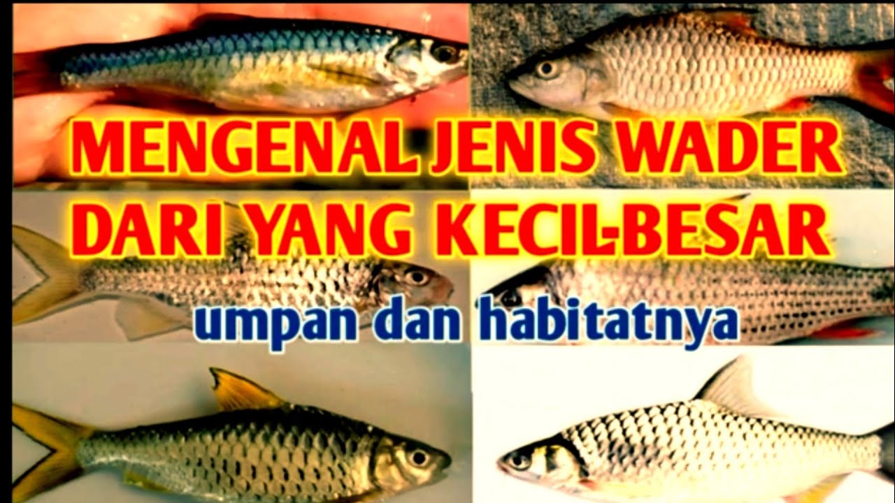 Mengenal Jenis ikan wader