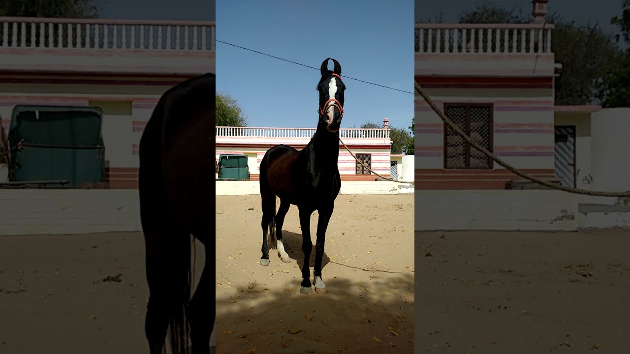 Mare sire Sundar owned by Bhamsa Akawa