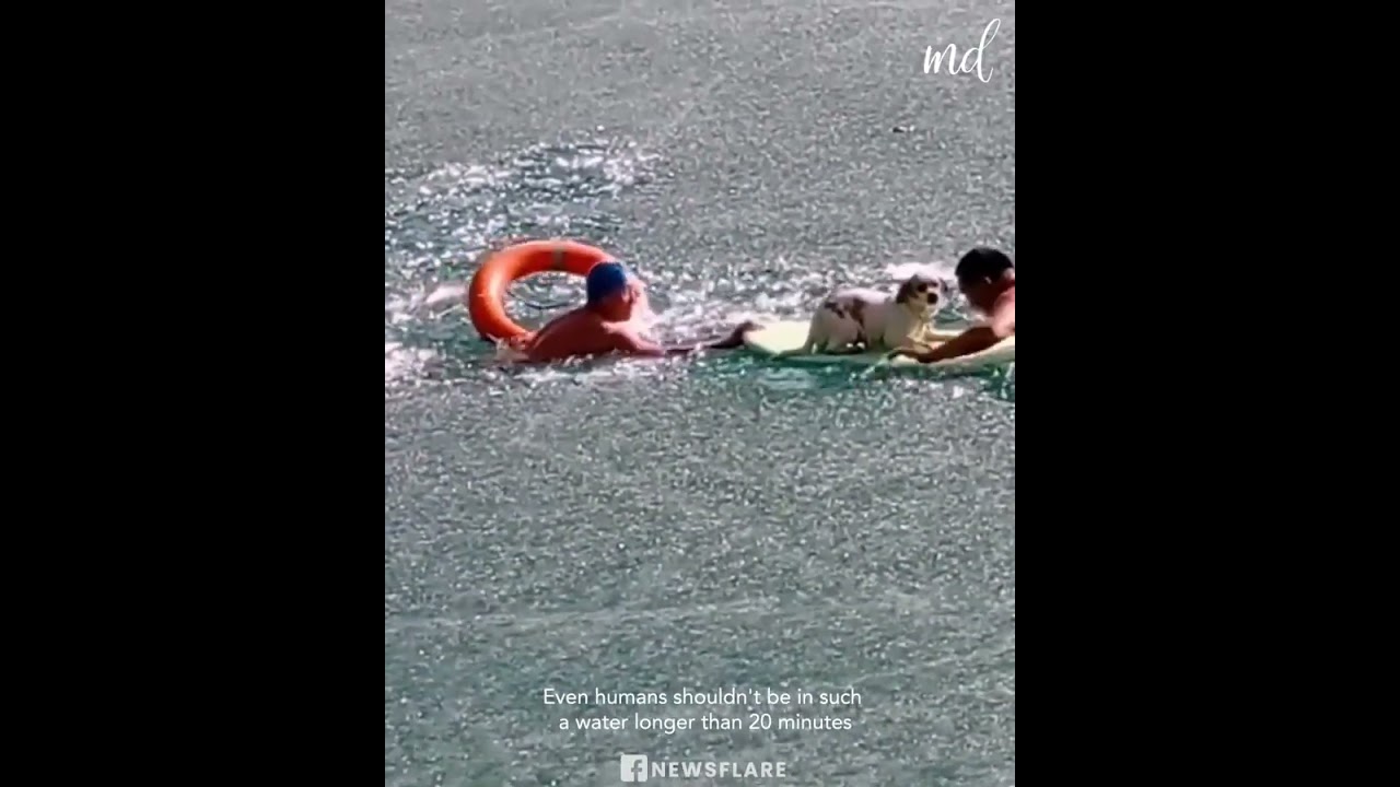 Heroic men break through the ice to rescue stuck dog!