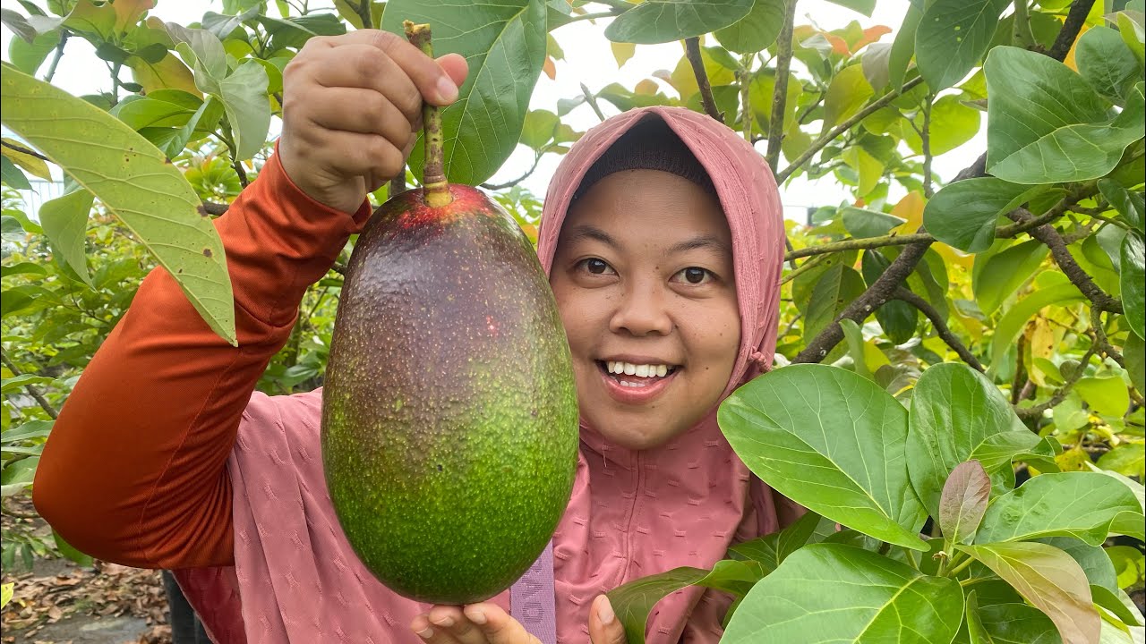 PECAH REKOR ALPUKAT THANHBICH 2 KG