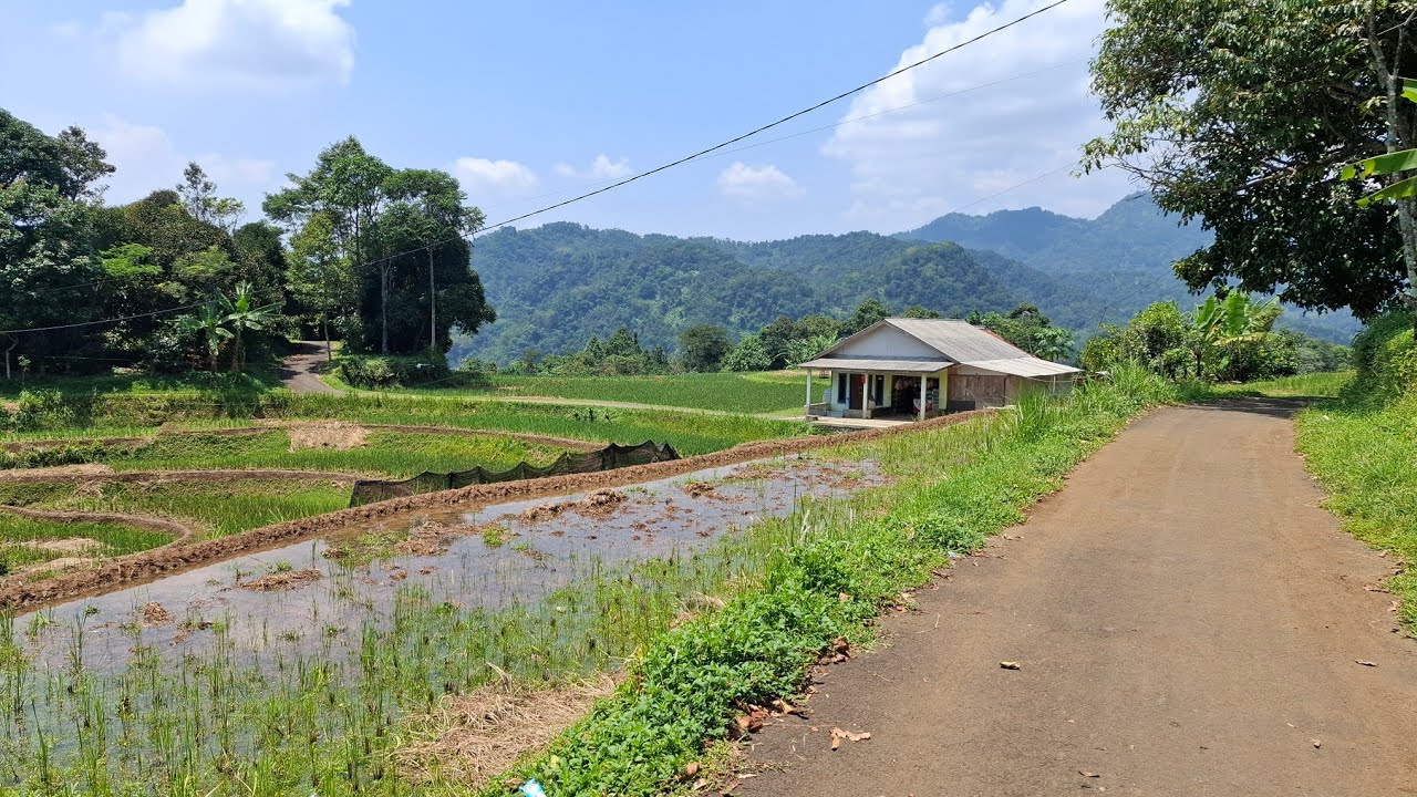 Di jual lahan kebun murah luas tanah 7000 metr surat AJB  harga Rp 380 jt 