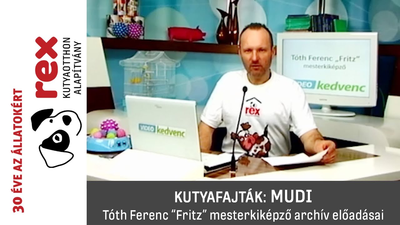 Kutyafajták: mudi