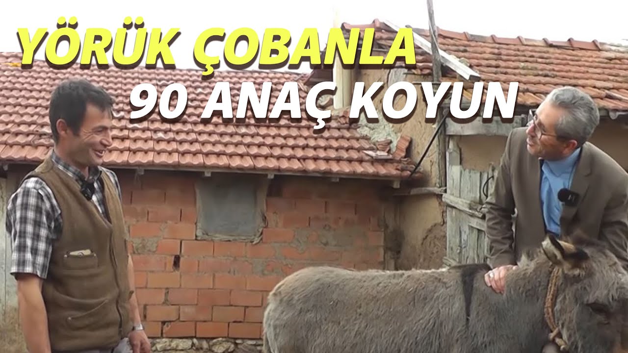 YÖRÜK ÇOBANLA 90 Anaç Koyun - Çobanla Baş Başa