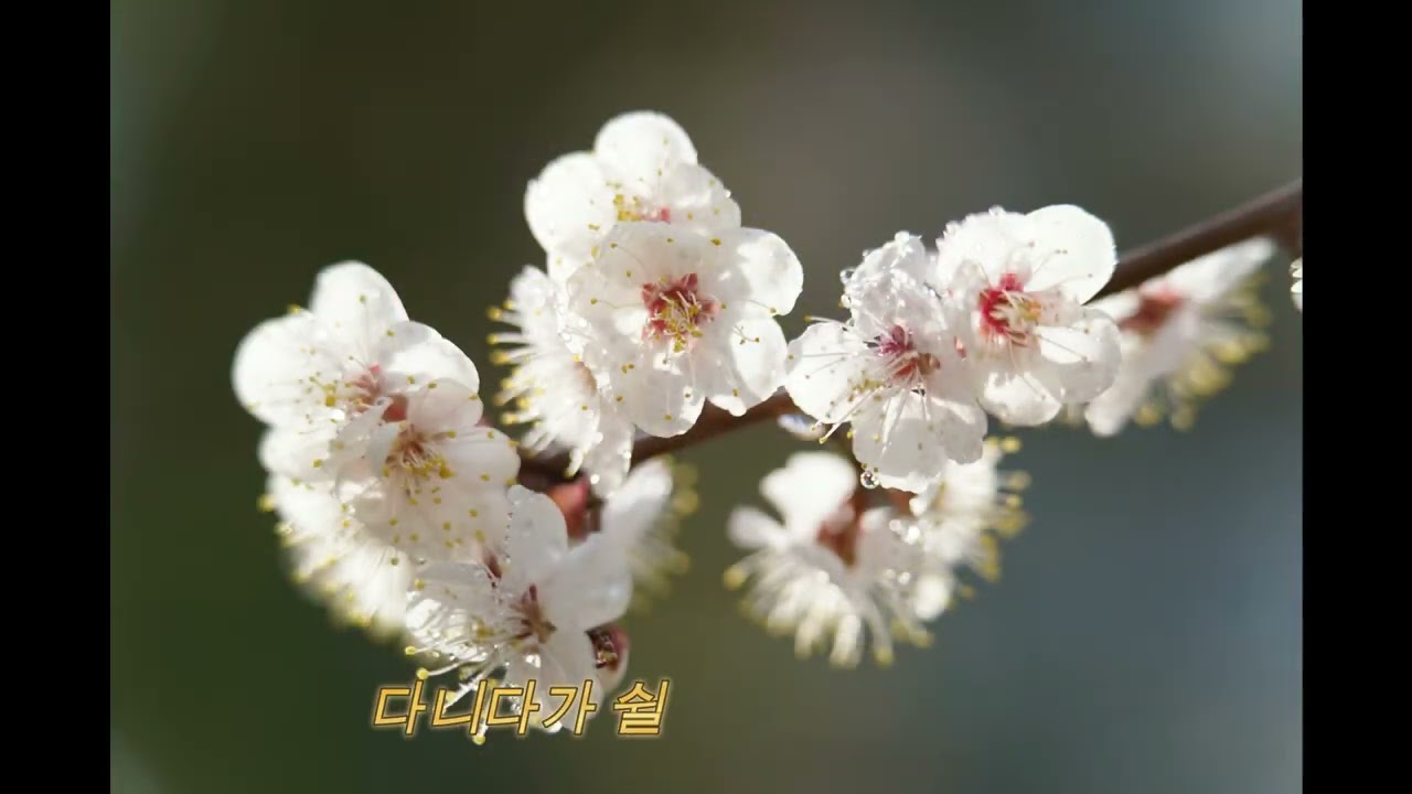 멀리멀리갔더니 (새 387장)