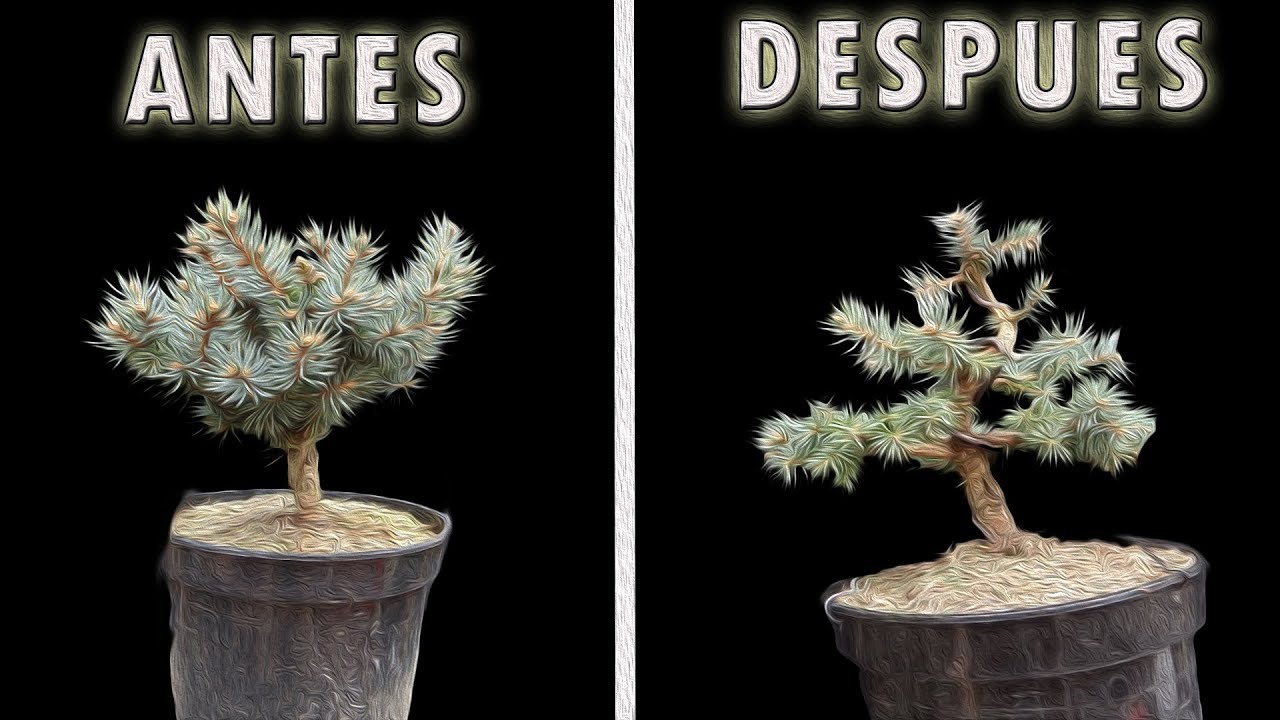 de vivero a bonsai - picea pungens globosa