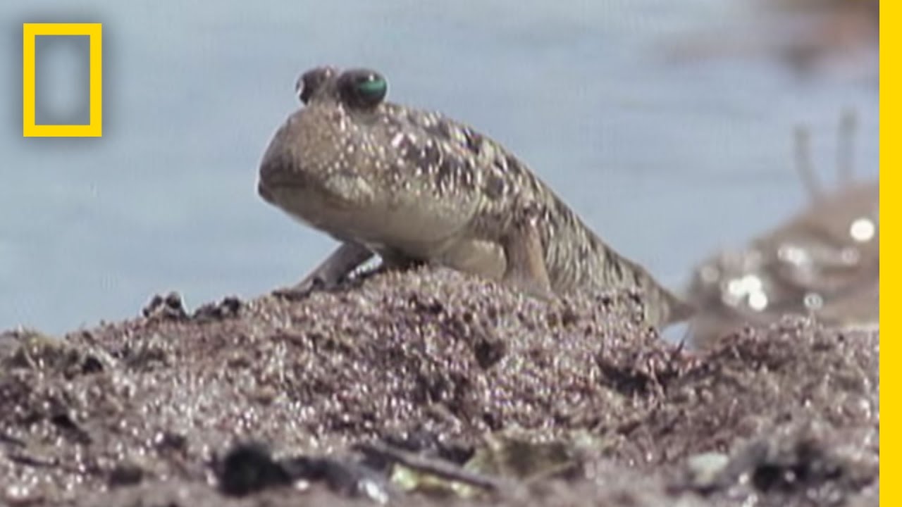 Fish That Walk | National Geographic