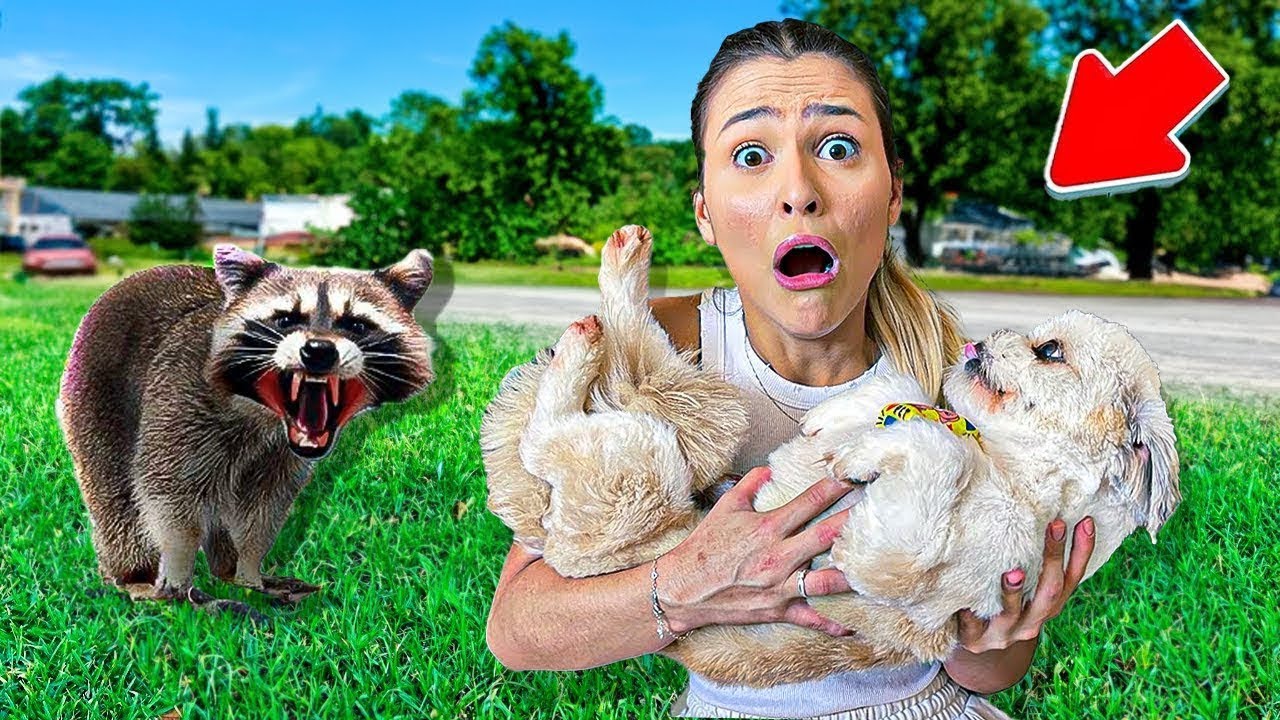 *O PIOR ACONTECEU!* UM GAMBÁ RAIVOSO ATACOU MEU CACHORRINHO!