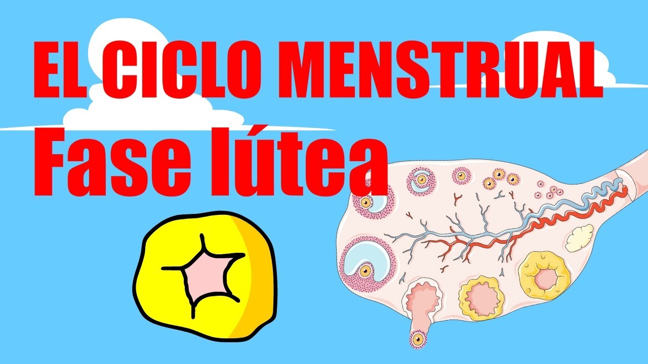 🩸CICLO MENSTRUAL🩸Fase L&uacute;tea🩸Fase secretoria🩸MENSTRUACI&Oacute;N
