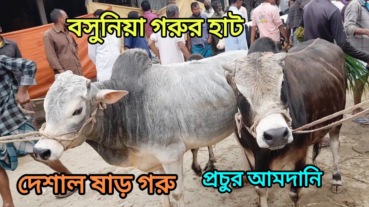 বসুনিয়া গরুর হাট দেশাল ষাড় গরু প্রচুর আমদানি ক্রেতা কম জেনে নিন। Dasi cow Bajar । 