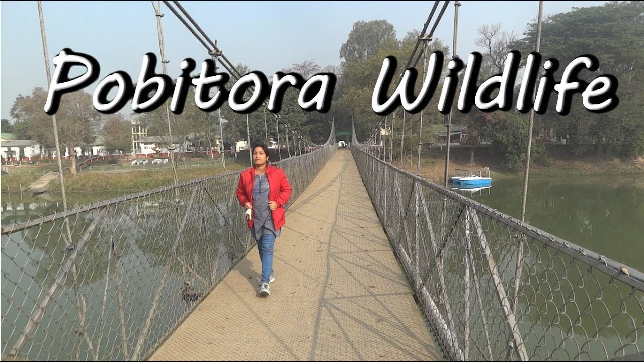 Top place to visit in Assam | Pobitora Wildlife Century