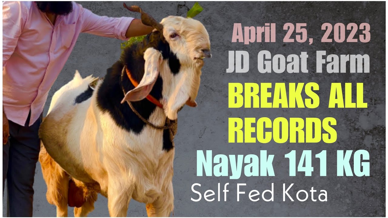 JD Ke 141 KG Nayak Ne Racha Itihas, Bana India Ka Sabse Bada Kota Andul Bakra On April 25, 2023