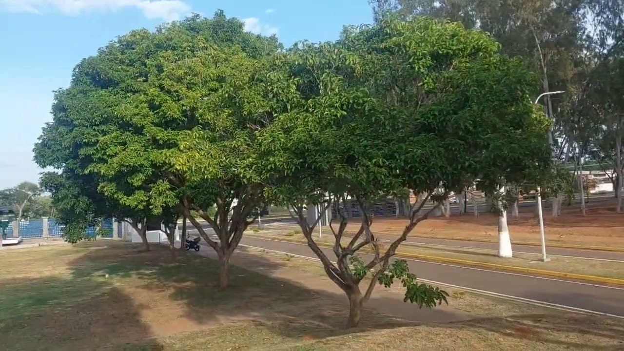 Árboles de Sarrapia (Dipteryx odorata) en sabana unidos en el Parque La Fundación  de  San Félix  