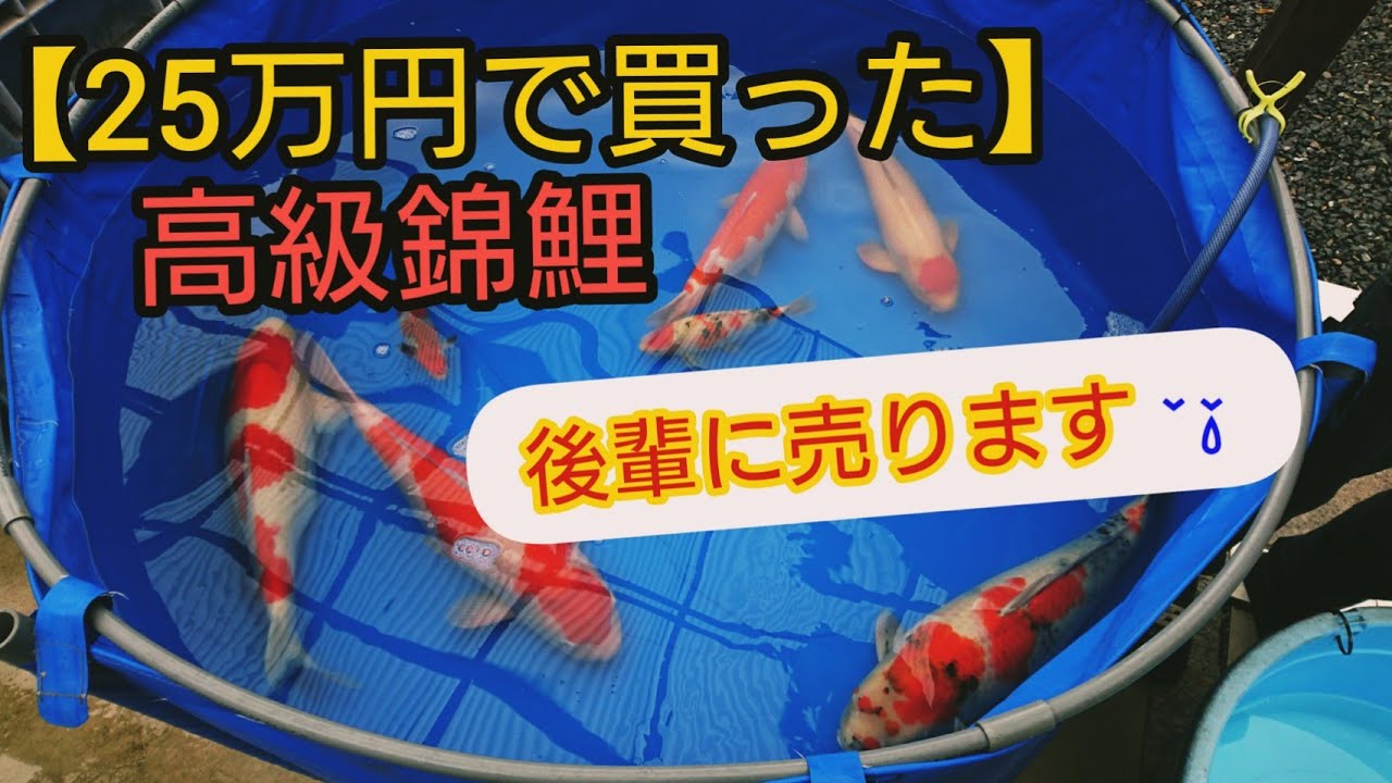 【２５万円で買った高級錦鯉】譲ります。そしてプレゼントも！　自宅池　アクアリウム　錦鯉飼育　Bomb buying　Amazing Koi　ปลาคราฟ　当歳　加温飼育