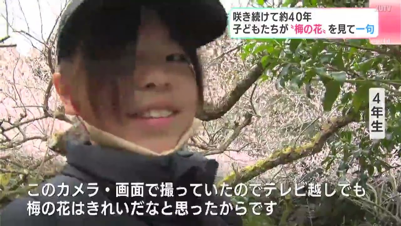 『梅の花　テレビごしでも　きれいだな』咲き続けて約４０年　土佐山学舎の子どもたちが“梅の花”を見て一句