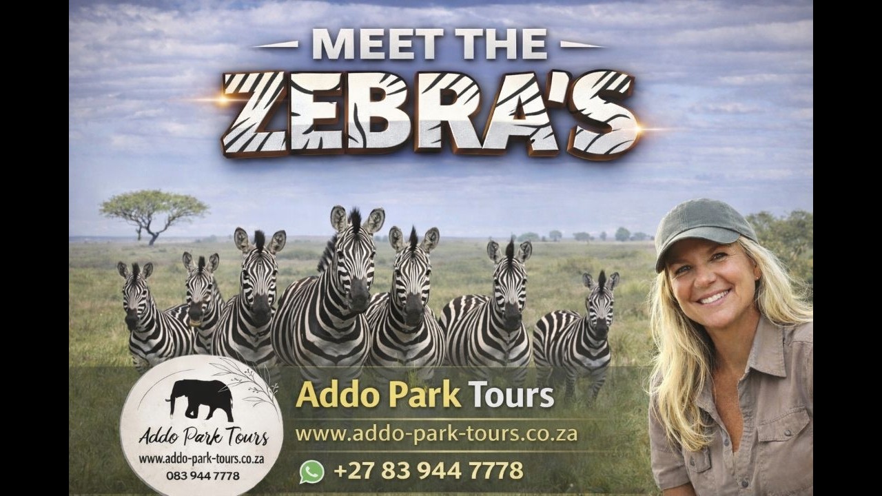 Meet the Zebra's in Addo Elephant National Park