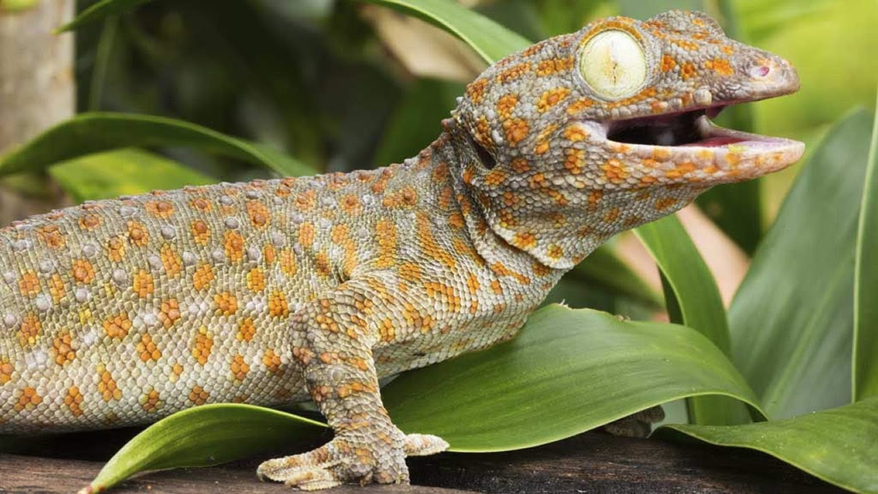 10 Lagartos Ex&oacute;ticos Que S&atilde;o &Uacute;nicos No Mundo