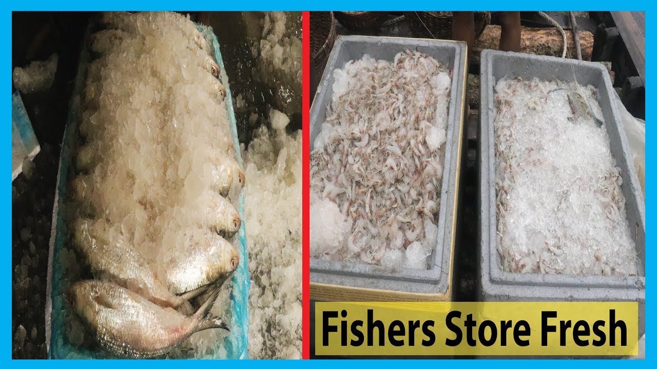 How Fishers Store Fresh Fish By Ice (Shrimp & Hilsa) | Fish Corn