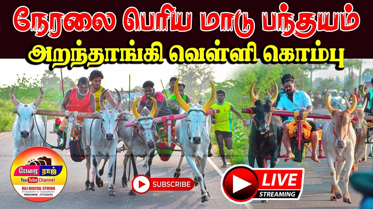 ⭕LIVE பெரியமாடு அறந்தாங்கி வெள்ளி கொம்பு (13.01.2026) பந்தயம் - நேரலை #perai_raj_studio