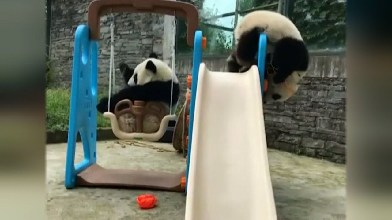 This Baby Panda Has No Idea How to Play Basketball