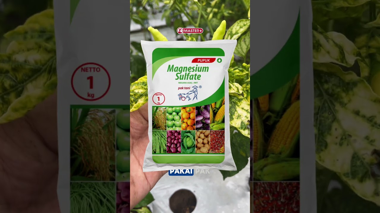 Petani Harus Tau! 5 Penyebab Daun Cabe Pucat & Tipis.
