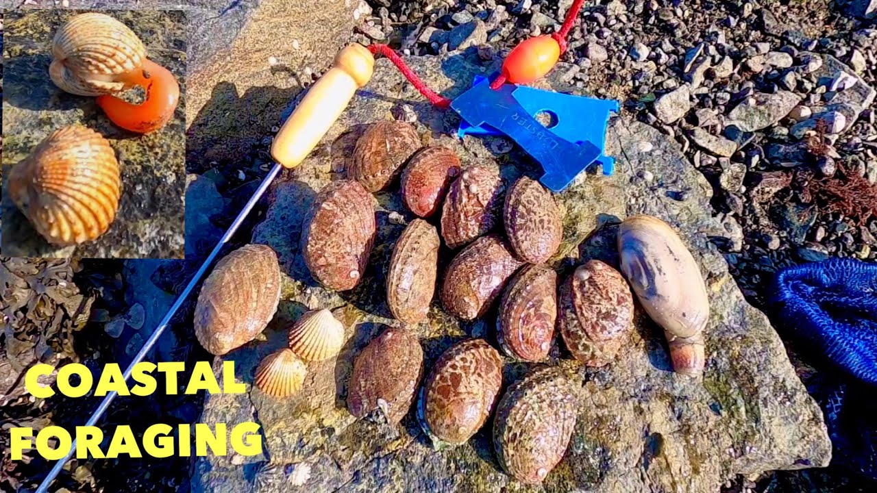 MIXED COASTAL FORAGING DAY , Abalone TACOS ! Razor Clam , Gaper Clam , Spiny Cockles