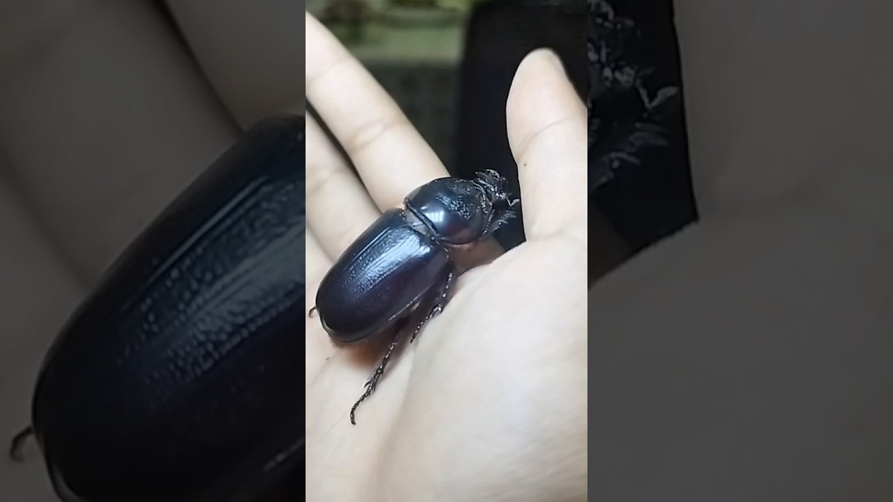 YOU SHOULD SEE THIS STAG BEETLE AT THE END🪲