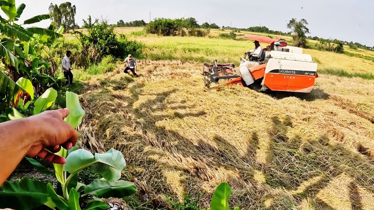 Cả Nhóm Theo xe Gặt Lúa Săn Bắt Chuột Đồng || Giang Ca SB # 108