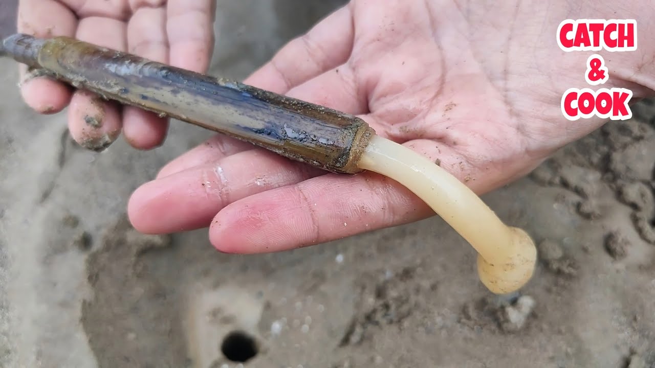 Seperti hidrolik‼️begini kerang bambu bergerak