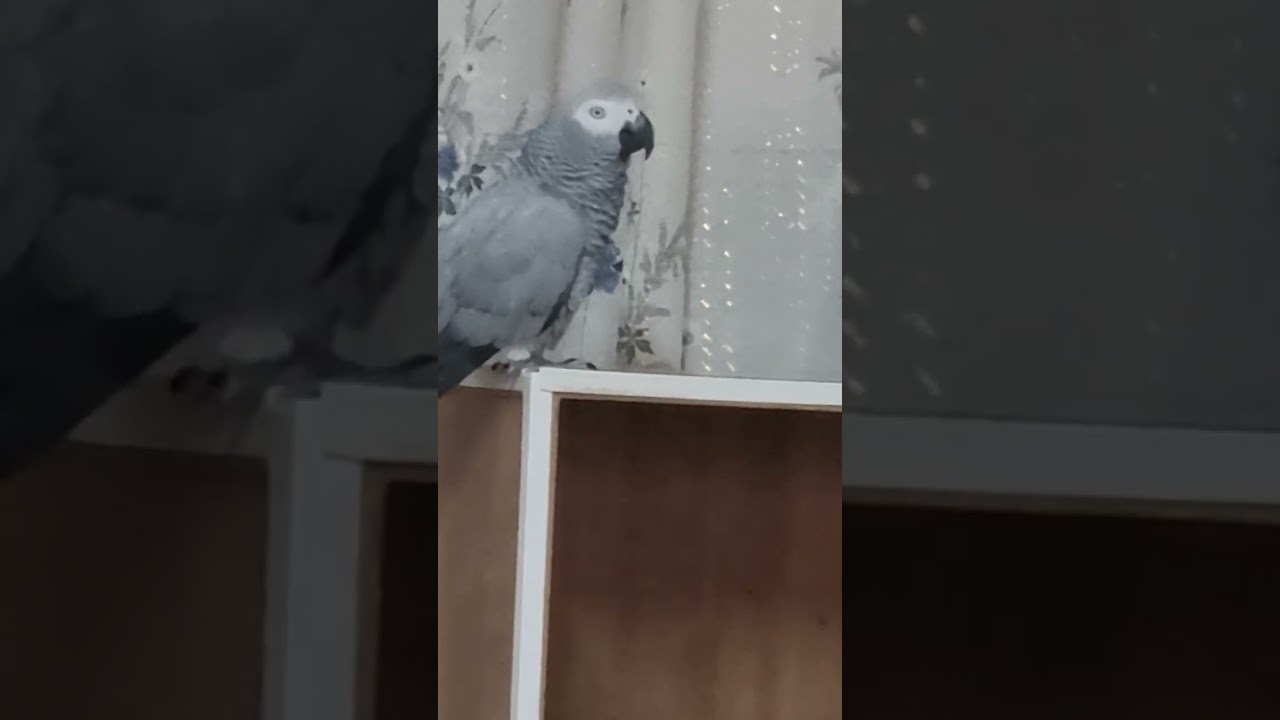 Как надо говорить? Мамочка! Старушка!