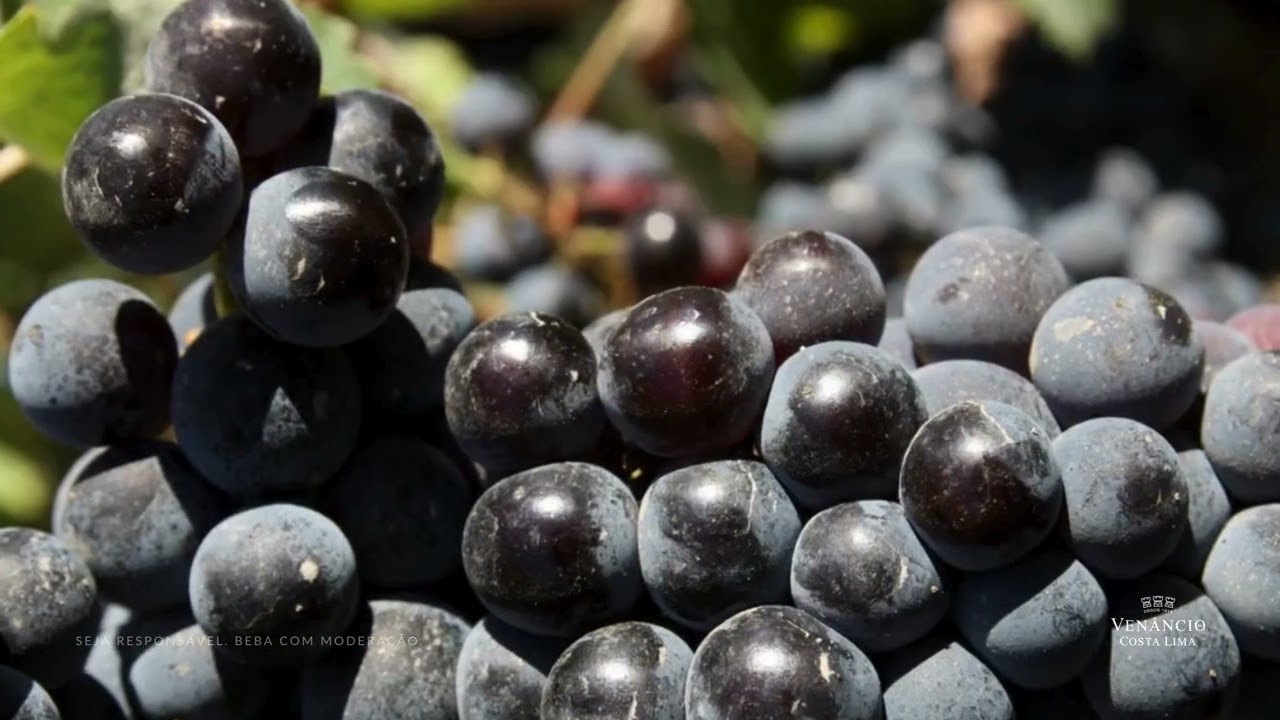 Venâncio da Costa Lima | Vinhos de Portugal no Brasil | Descubra o sabor que nos une desde 1914
