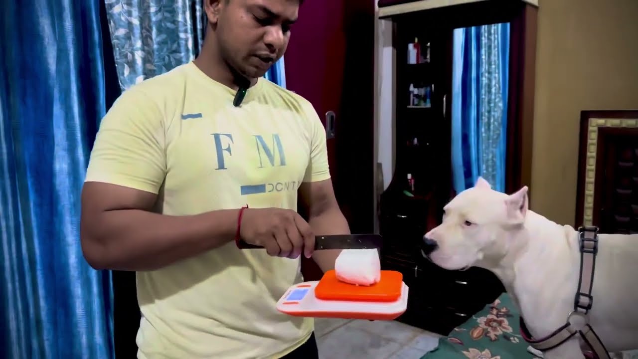 Testy😋and healthy💪🏻food for your🦮Dog !! Renjo Dogo Argentino!! #pets #doglover #dog #vlog