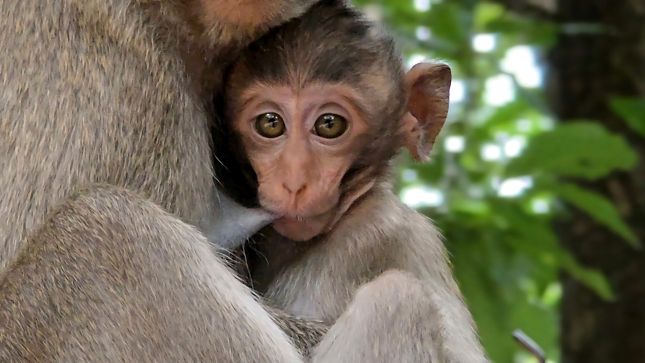 The adorable little monkey hugs its mother to nurse and sleep soundly