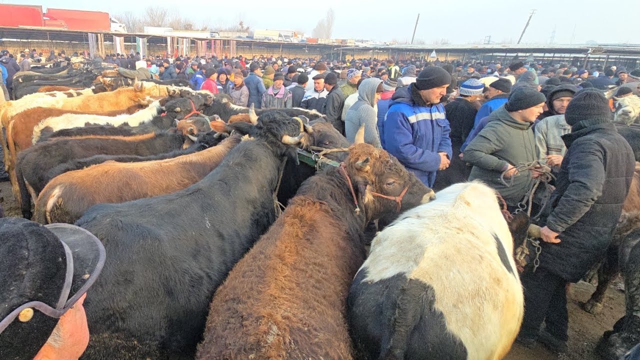 01 02 2026 МОЛБОЗОРИ ХУЧАНД ХУДЖАНД ТОЖИКИСТОН molbozor 