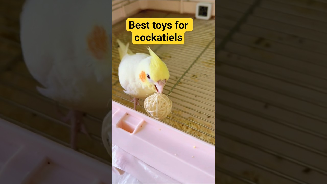 Birdie playtime is the best time #birds #shorts #viral #viralshorts #viralvideos #Cockatiel