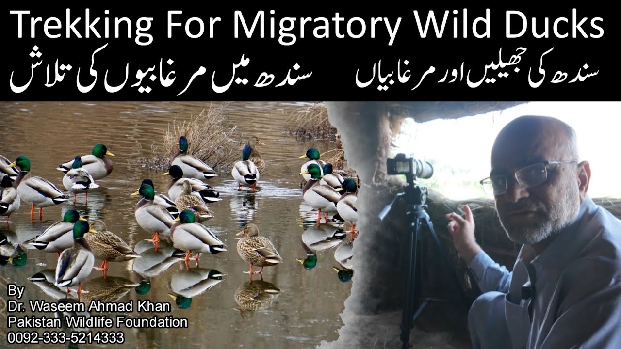 Trekking For Wild Ducks | Sindh Main Murghabiyon Ki Talash | Murghabi Tracking in Sindh Pakistan 