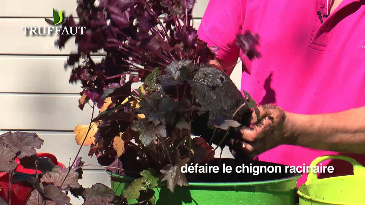 Les heuchères: plantation et entretien - Truffaut