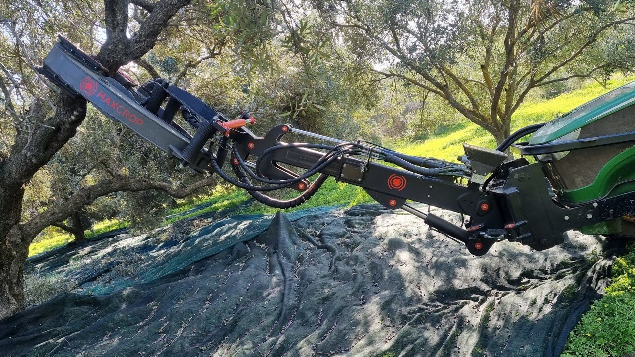 Συγκομιδή κορωνέικης ελιάς με δόνηση. Κρήτη 5/12/2022. ( Harvesting olives with vibration) Maxcrop.