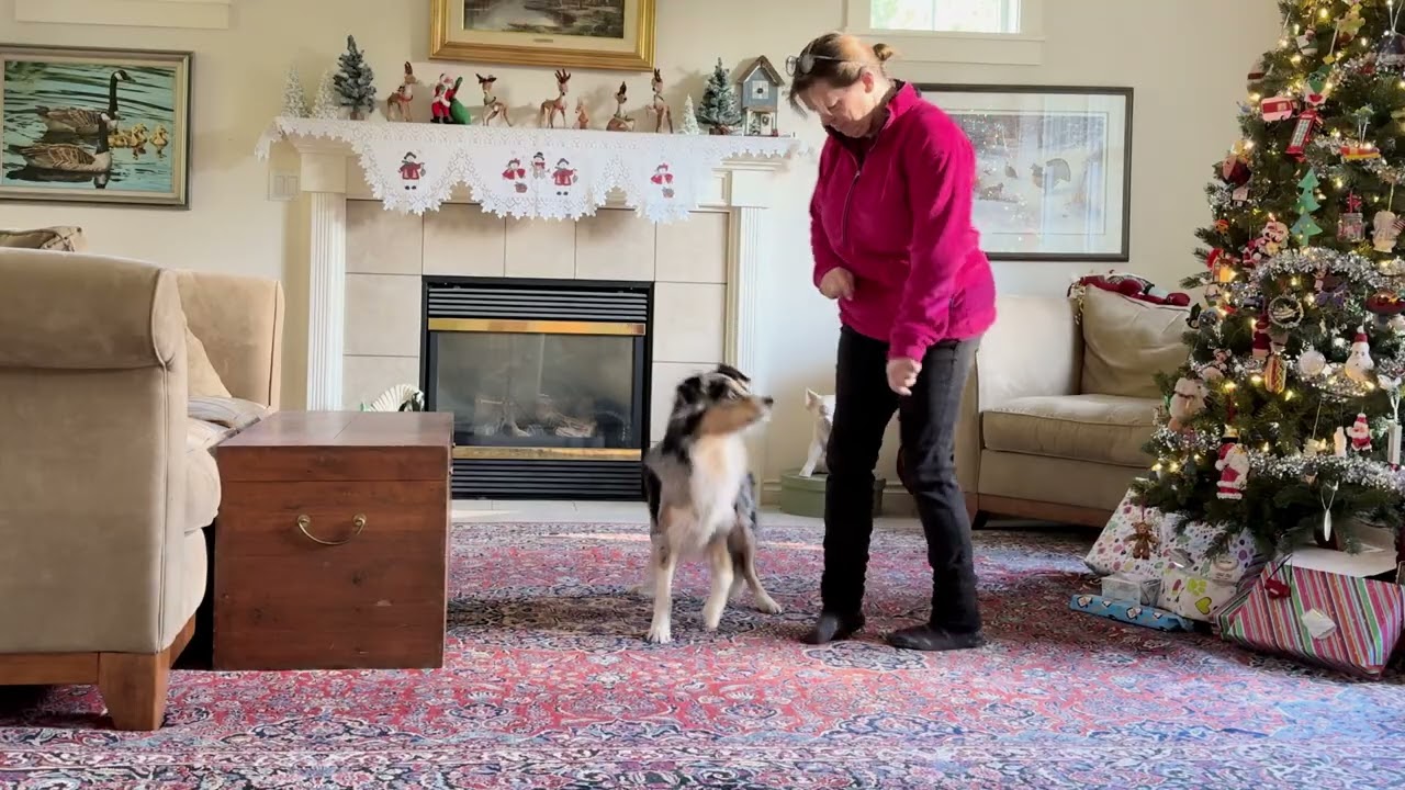 Agility Heel Position, Side Changes and Turns - Indoor Agility Training