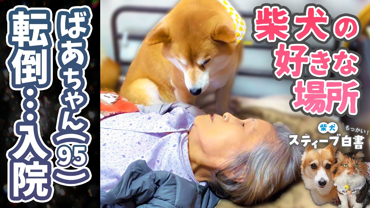 鼻声の柴犬がお気に入りの場所を紹介【Shi-Ba掲載4コマ連動動画】