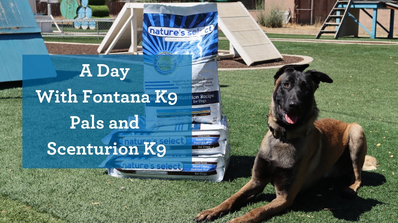 A Day with Fontana K9 Pals & Scenturion K9