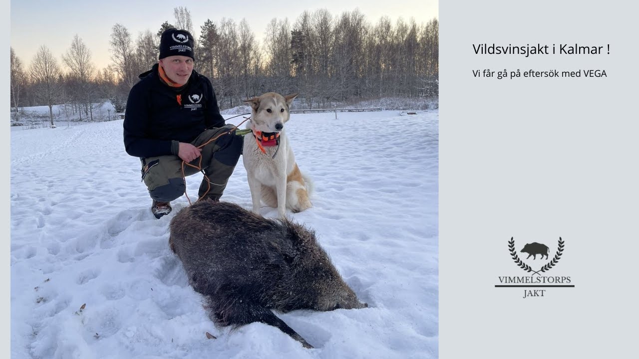 Vildsvinsjakt !