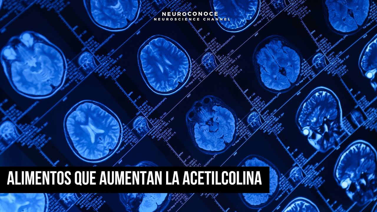 Acetilcolina: Alimentos que impulsan tu producción natural de Colina.