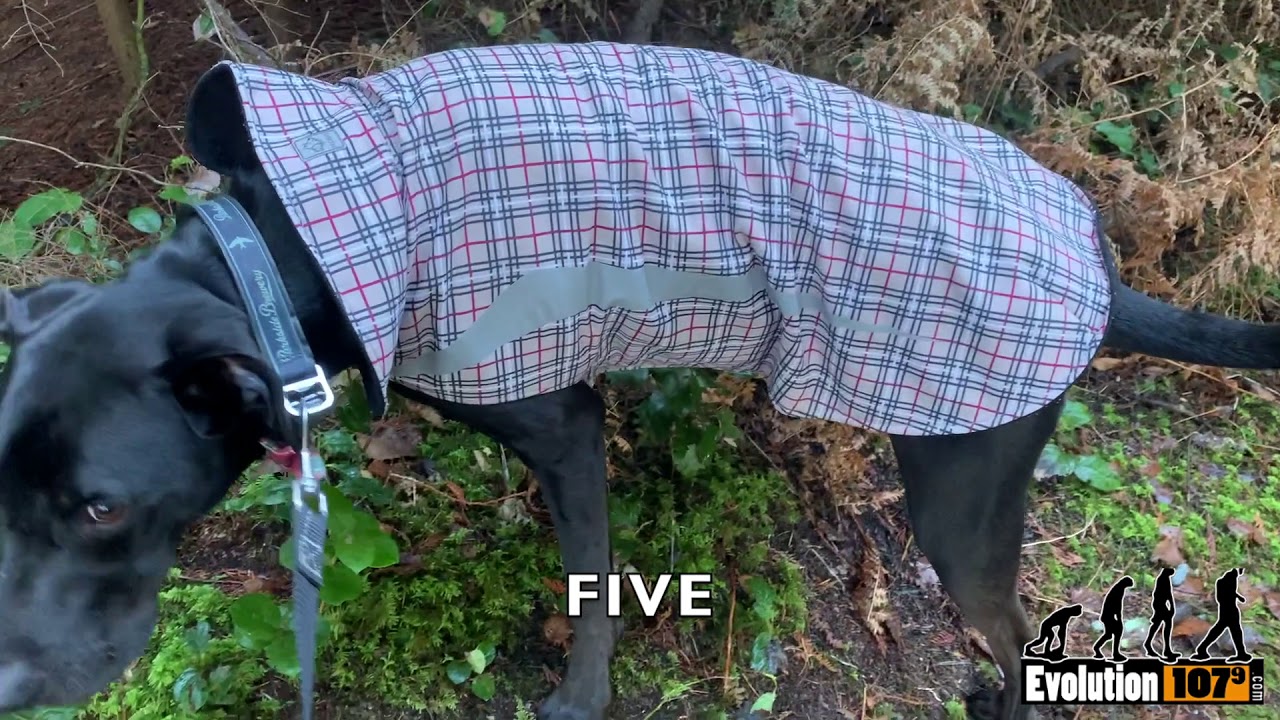 How Many Times Will Stan Pee on His Walk?