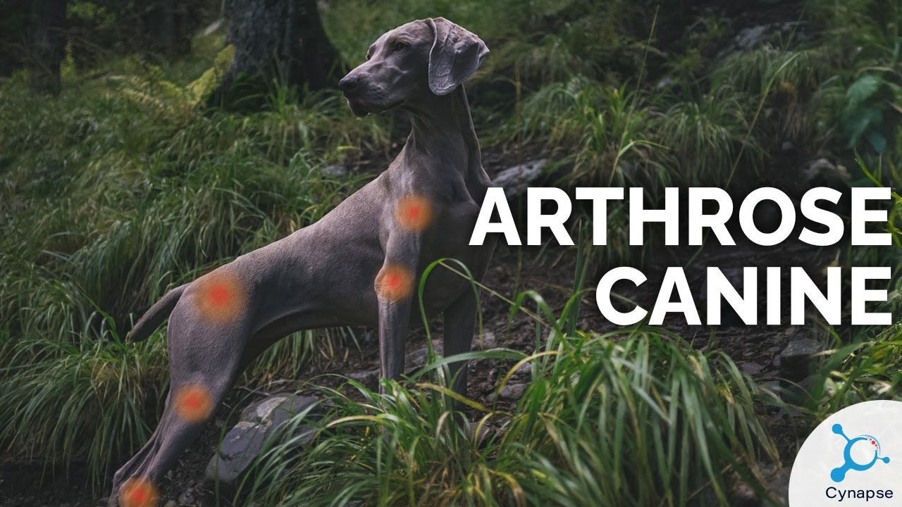 Arthrose canine - Solutions comportementales  | @Zoetis France |