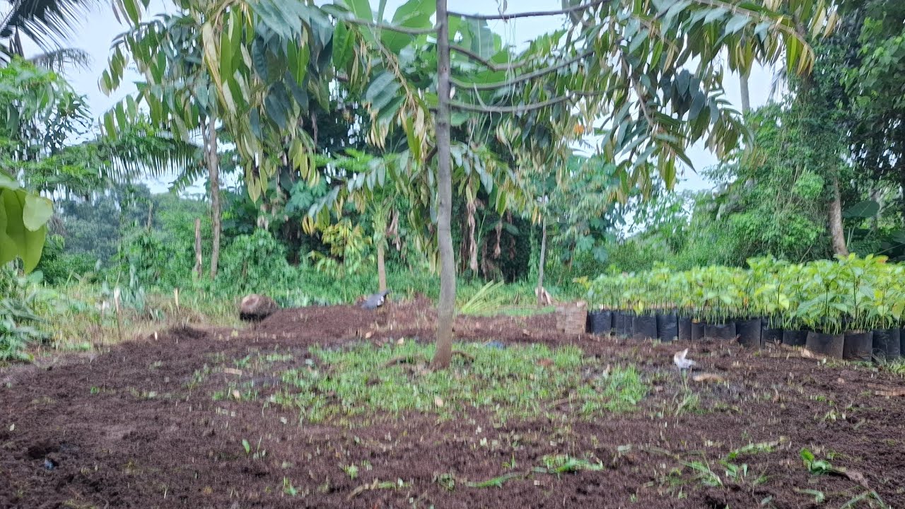 Solusi pohon durian umur tiga tahun  belum berbuah ! 